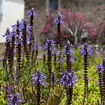 Bed & Breakfast Il Brillocco